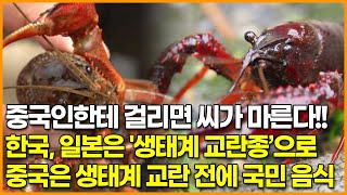 중국인한테 걸리면 씨가 마른다!! 한국, 일본은 '생태계 교란종’으로 중국은 생태계 교란 전에 국민 음식