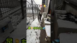 雪はお好きでない？笑 #秋田犬