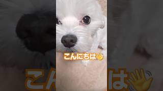 こんにちは！マルチーズのマルちゃんです#shorts#マルチーズ#犬#ペット#dog