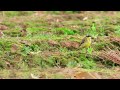 burung kicuit batu di alam liar