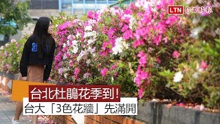 台北杜鵑花季到！ 台大「3色花牆」先滿開