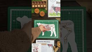 From Farm to Table: Learn About Angus Cows with Our Hands-On Unit Study! #fortheloveofhomeschooling