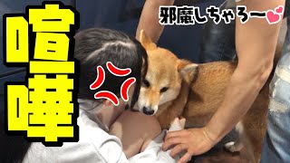 柴犬との時間を邪魔されキレる娘！父娘喧嘩勃発！！