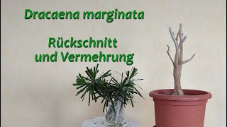 Dracaena marginata – Rückschnitt und Vermehrung