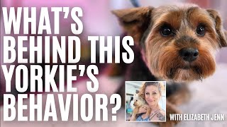 Fearful Yorkie That Tries To Bite (How I Handle It)