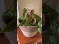 水玉模様の葉なんてずるい！この植物にしか演出できないインテリアがある。