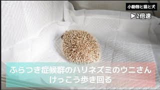 ふらつき症候群のハリネズミのウニさん、けっこう歩き回る