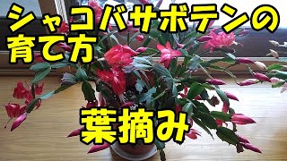 シャコバサボテンの育て方  葉摘み