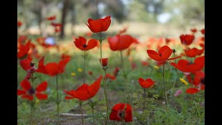 紅色銀蓮花節 Darom Adom Festival Israel Darom Adom Festival