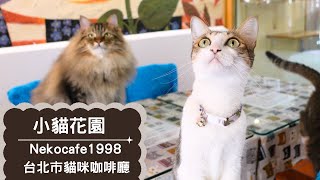 Visit the World’s First Cat Cafe, located in Taipei, Taiwan!｜Nekocafe1998 Taipei City