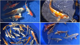 My Koi Breeding Project - Part 23 - Final selection and a look at 2020 plans