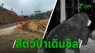 ปิดอุทยานฯ หนีโควิด-19 ผลดีธรรมชาติฟื้นตัว สัตว์ป่าเดินเล่นริมถนน | Thairath Online