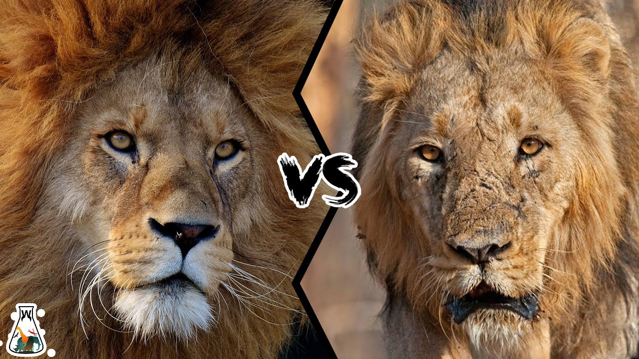 AFRICAN LION VS ASIATIC LION - Which Is The Strongest? - YouTube