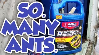 Bayer Advanced Carpenter Ant and Termite Killer Plus Review