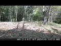 clip 118 cat neko 猫「ねこ」 jtc japan trail camera