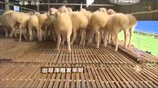 20150803 致富经  出尽洋相发羊财