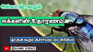 அல்லாஹ் கூறும் ஈக்களின் உதாரணம். குர்ஆன் கூறும் ஆச்சர்யமூட்டும் அறிவியல்..!