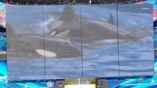 Baby Shamu PreShow Video SeaWorld San Diego 12-9-14