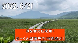 夏を迎えた尾瀬！歩荷のまーくん朝寝坊！？