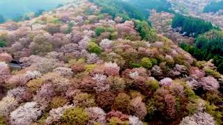 吉水神社の一目千本櫻