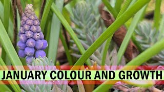 UK Tropical Garden - January Colour and Growth