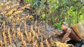 Harvesting ferns to sell at the market - tending the farm - Daily work | Trieu Van Tinh