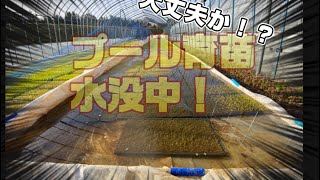 岩手　露地プール育苗　挑戦中