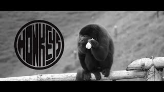 Flat || Monkeys [Official Music Video]