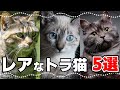 いくつ知ってる？珍しいトラ猫の毛色5選