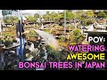 POV - Watering Awesome Bonsai Trees in Japan