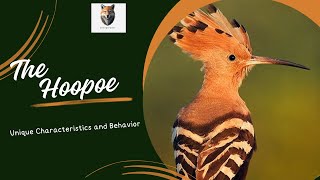 The Hoopoe Unique Characteristics and Behavior