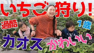 【いちご狩り】1歳双子と行くカオスなイチゴ狩り【1歳1ヶ月】 My first Strawberry Picking with mixed Twins.