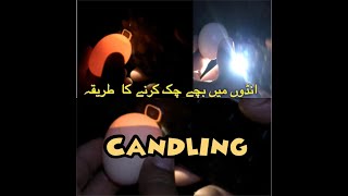 Candling .. ASEEL EGGS