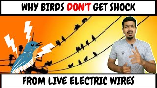 Why birds doesn't get shock? | பறவைகள் ஏன் அதிர்ச்சி அடையவில்லை? | Science Explained