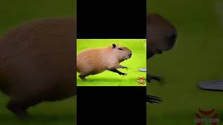 Cute capybara so excited to drink coffee