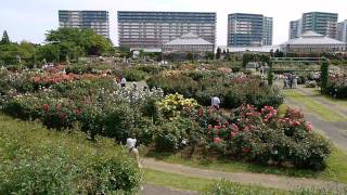 【シニアライフ】2012年5月20日　京成バラ園開花・見頃状況動画