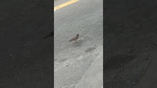 Thirsty bird in Dubai heat