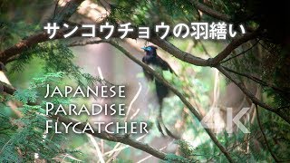 野鳥撮影・ サンコウチョウ「フリフリダンス」