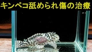 キンペコ舐められ傷治療。以前若魚の治療映像公開、今回は成魚の舐められ傷治療です。