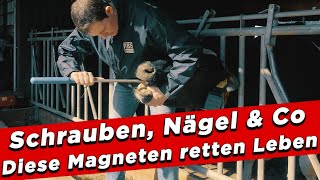 Magnete im Kuhmagen: Lebensretter bei Metallgefahr - My KuhTube Film 422