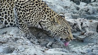 How Leopard Drinking water