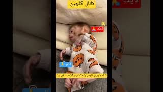 #فوری #طنز_جدید  حیوانات بانمک وشیرین 😘😂در2سکانی 😂 لایک و فالو وکامنت 🙏🌷