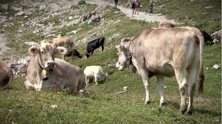 Are Cows Changing the Climate?