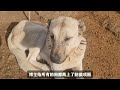 狼群来袭：3条坎高犬迎战10匹野狼，黑头犬王战力爆表生猛应对，成功捕获两匹野狼 狼群 牧羊犬 坎高犬 安纳托利亚犬 高加索犬