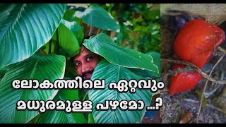 ലോകത്തിലെ ഏറ്റവും മധുരമുള്ള പഴമോ ...?  The sweetest fruit in the world..!!!