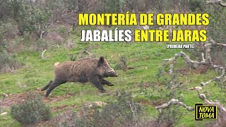 HUNT FOR LARGE WILD BOARS AMONGST JARAS