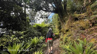 Moerangi Track from Canyon to Moerangi Hut, Whirinaki Dinosaur Forest