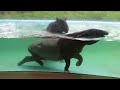 多摩動物公園　雨中のマレーバク　malayan tapir