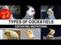 Types Of Cockatiels | Cockatiel Mutations & colours | Cockatiel Parrot Top Varieties