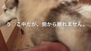 寝てばかりのシベリアンハスキー